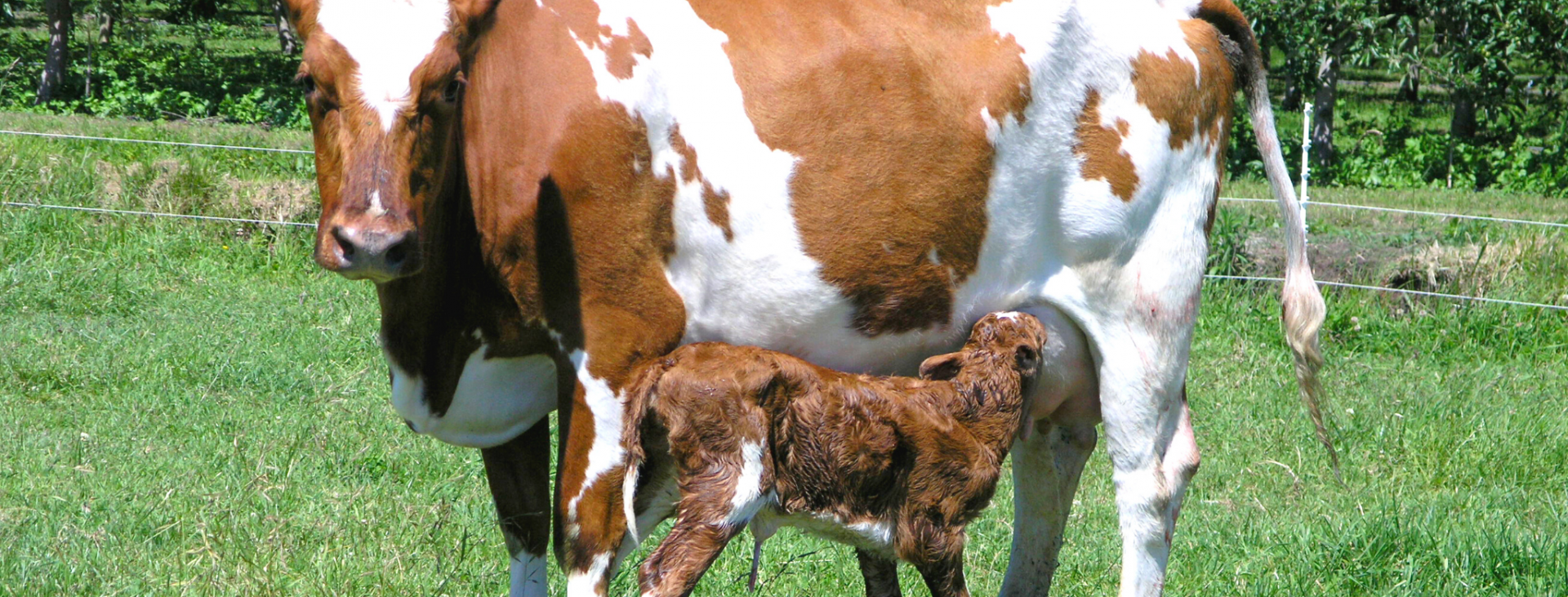 Si no es tu madre, NO es tu leche