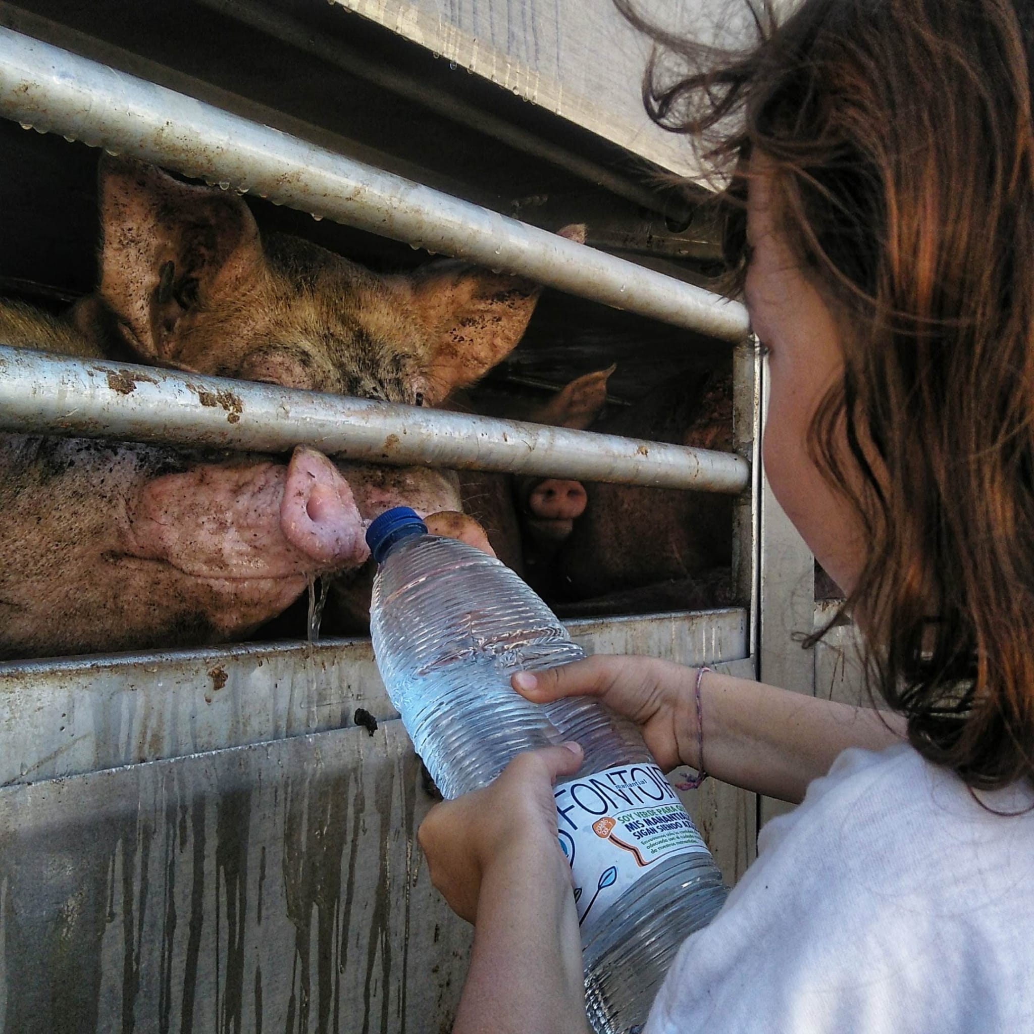 El Mundo – Vigilias Veganas