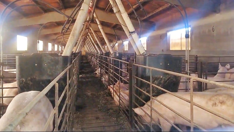 Ganadería industrial y despoblación rural